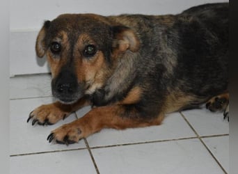 KENAI❤️kleine Kämpferin mit großem Herz & katzenverträglich