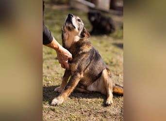 Lausbub ♥LEVY♥ ein rundum toller Rüde