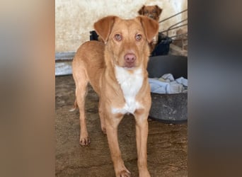 Novis, geb. ca. 09/2025, lebt in GRIECHENLAND, auf einer privaten Pflegestelle