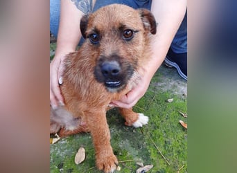 Klein Bentley ❤️ verspielter, freundlicher Rüde!