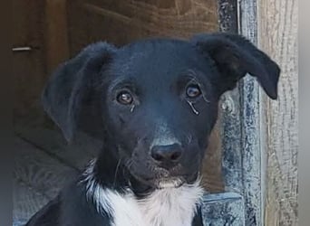 Welpenmädchen Chana ❤️ so verspielt & aufgeschlossen!