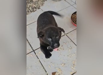 süße LIA❤️kleines Energiebündel sucht ein Für-Immer-Körbchen