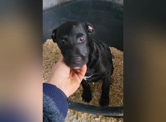 Monty - neugieriger, so lieber kleinerbleibender Hundebub