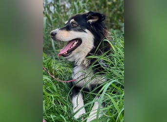 Lucy ❤️ offene, neugierige Hundedame