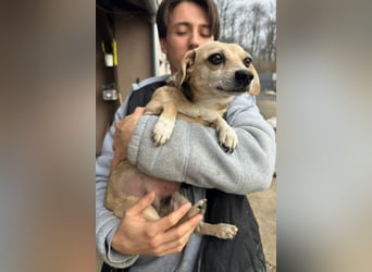 Sanfte ♥ Mirna ♥ in 67663 Kaiserslautern