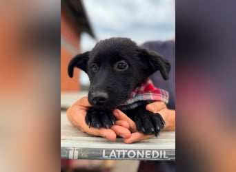 MARVEL❤️neugieriges, zauberhaftes Welpenmädchen sucht ihre Herzensmenschen