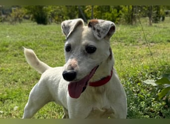 Roki - menschenbezogener Einzelprinz sucht seine Famllie