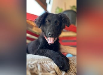 Kleiner♥Mićko♥ sucht seine liebe Familie