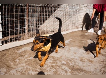 Jungrüde ♥ Faelan ♥ goldiger Schatz