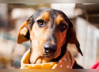 Jungrüde Faelan | goldiger Schatz