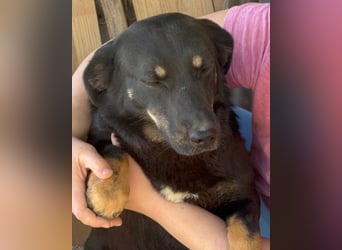 YARINA❤️zarte Hundedame: Lieb. Klug. Lernwillig.