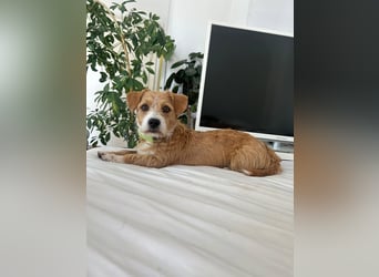Manolito – menschenbezogen, verschmust und lernfreudig