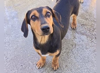 Jungrüde ♥ Faelan ♥ goldiger Schatz