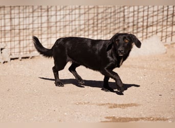 Schmusepfote Cassia ♥️ tolle Familienhündin