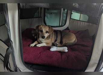 Sanfte ♥ Mirna ♥ wartet bereits in 67663 Kaiserslautern