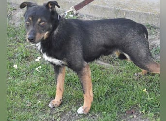 Rio ❤️ freundlicher Herzenshund sucht Familie!