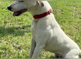 Roki - Jacki-Mix, aktiv, lebensfroh, liebt Menschen