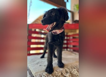 Kleiner♥Mićko♥ sucht seine liebe Familie