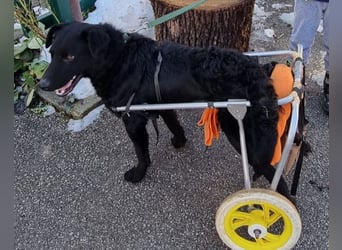 Floyd ❤️ liebenswerter, tapferer Kämpfer