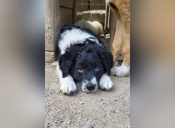 Süße ♥Suki♥ wartet bereits in 32130 Enger auf ihre Für-Immer-Menschen
