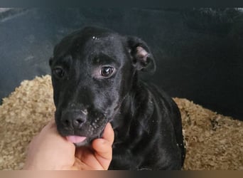 Monty - neugieriger, so lieber kleinerbleibender Hundebub