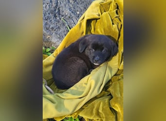 süße LIA❤️kleines Energiebündel sucht ein Für-Immer-Körbchen