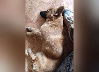 Süße kleine ♥Mihajela♥ sucht so sehr Geborgenheit