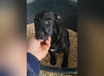 Monty - neugieriger, so lieber kleinerbleibender Hundebub