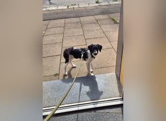 Süße ♥Suki♥ wartet bereits in 32130 Enger auf ihre Für-Immer-Menschen