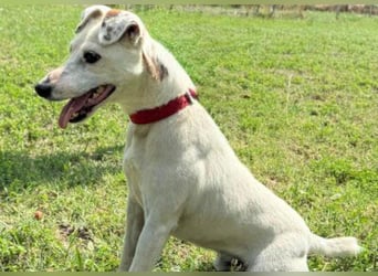 Roki - Jacki-Mix, aktiv, lebensfroh, liebt Menschen