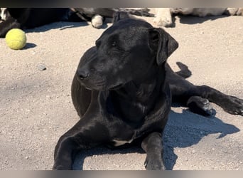 Monty - neugieriger, so lieber kleinerbleibender Hundebub