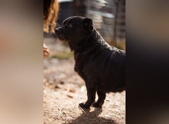 Liebste Lava - kuschelige, freundliche kleine Hündin