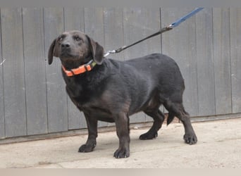 Freundlicher kleiner Rüde ♥ Grom ♥ lieber, sozialer Rüde im besten Alter