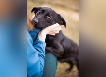 Jungrüde Romy sucht sein Lebensglück