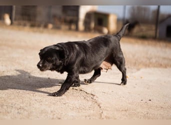 Liebste Lava - kuschelige, freundliche kleine Hündin