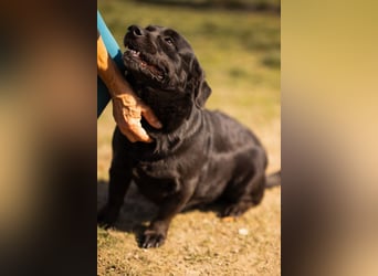 Süße OldLady ♥ Merry ♥ fröhliche, freundliche Hundedame