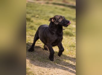 Fröhliche, kleine Greta zart, aber aktiv