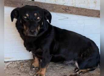 YARINA❤️zarte Hundedame: Lieb. Klug. Lernwillig.