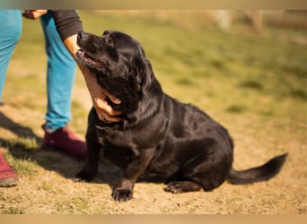 Süße OldLady ♥ Merry ♥ fröhliche, freundliche Hundedame