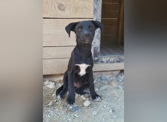 Kleine ♥ Ava ♥ süße schmusige freundliche Welpenschnute