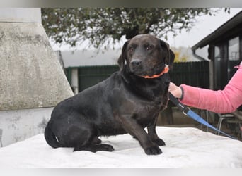 Freundlicher kleiner Rüde ♥ Grom ♥ lieber, sozialer Rüde im besten Alter