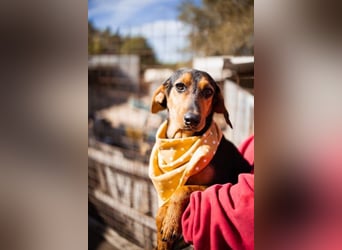 Jungrüde ♥ Faelan ♥ goldiger Schatz