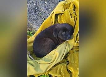 süße LIA❤️kleines Energiebündel sucht ein Für-Immer-Körbchen