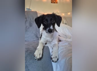 Süße ♥Suki♥ wartet bereits in 32130 Enger auf ihre Für-Immer-Menschen