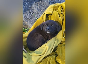 süße LIA❤️kleines Energiebündel sucht ein Für-Immer-Körbchen