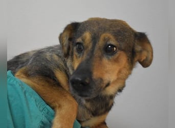 KENAI❤️kleine Kämpferin mit großem Herz & katzenverträglich