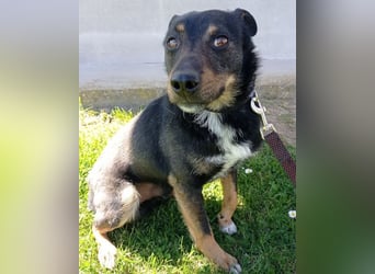 Rio ❤️ freundlicher Herzenshund sucht Familie!