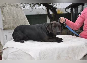 Freundlicher kleiner Rüde ♥ Grom ♥ lieber, sozialer Rüde im besten Alter