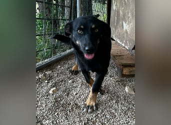 YARINA❤️zarte Hundedame: Lieb. Klug. Lernwillig.