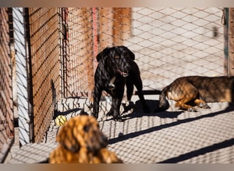 Schmusepfote Cassia ♥️ tolle Familienhündin